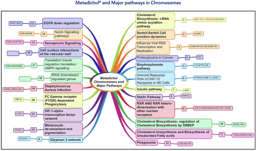 metadichol and major pathways in chromosomes